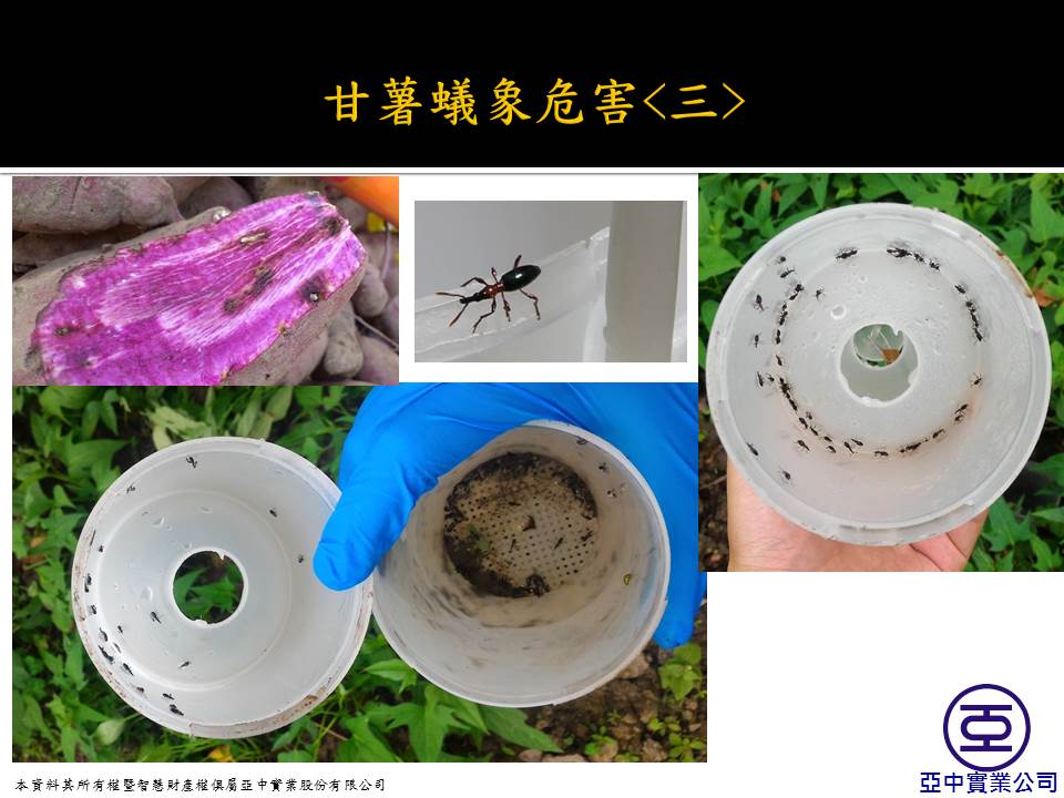 昆虫性フェロモン